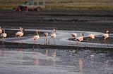 TANZANIA - Lake Natron - 058